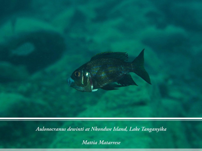 Aulonocranus dewindti 'Nkondwe Island'